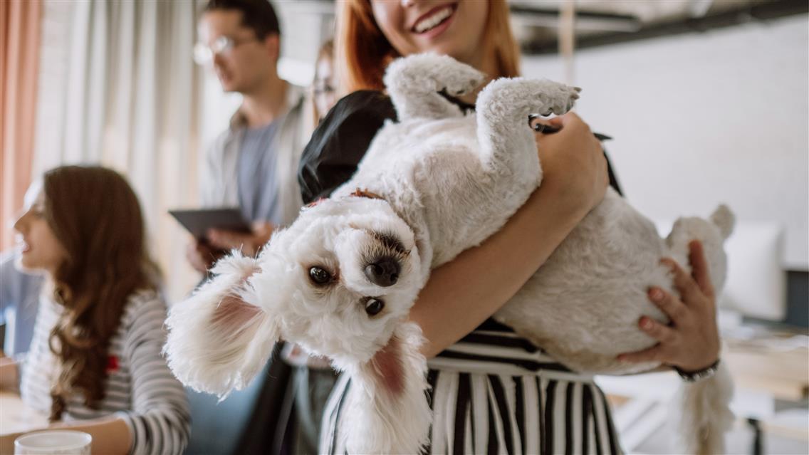 Professional Pet Product Photography in Studio and Outdoors - LenFlash